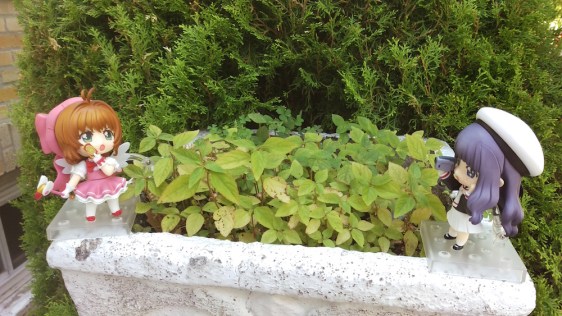 nendoroidtomoyo-withsakura